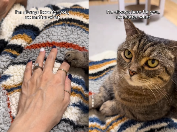 女想牽手被玩遊戲尪冷落　貼心貓「立刻伸毛掌安慰」：馬麻我在。（圖／翻攝自Instagram／ringodanyan）