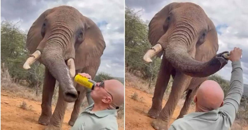 西班牙男子「將啤酒倒入大象鼻子」　白目行為引眾怒險遭驅逐出境