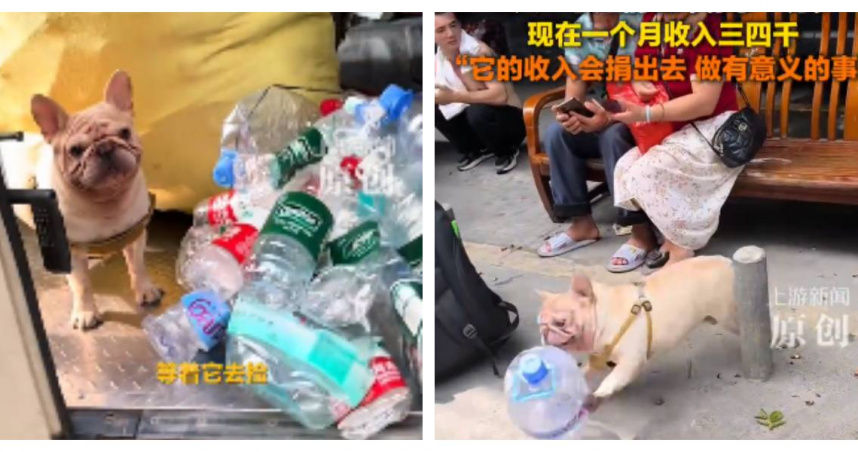 廣州一隻寵物狗愛上撿瓶子。（圖／翻攝自微博， 上游新聞）