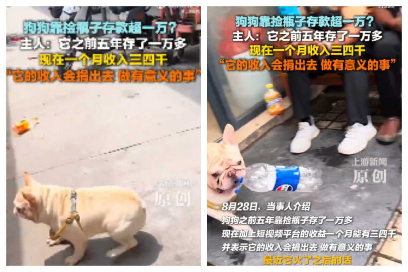 影片中可見小狗叼著空瓶回家，動作熟練又迅速。（圖／翻攝自微博， 上游新聞）
