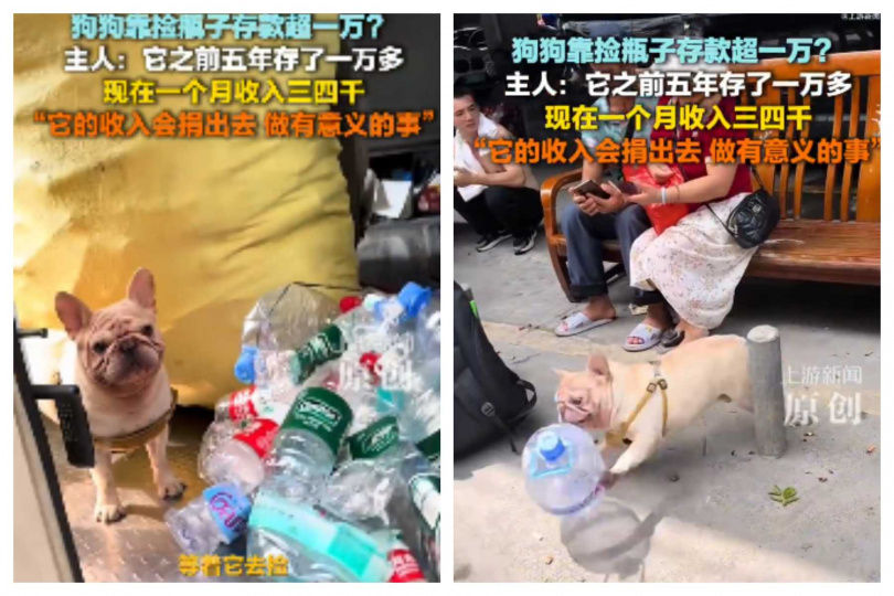 瓶子太大時，狗狗會咬住瓶身提手，靈活又聰明。（圖／翻攝自微博， 上游新聞）