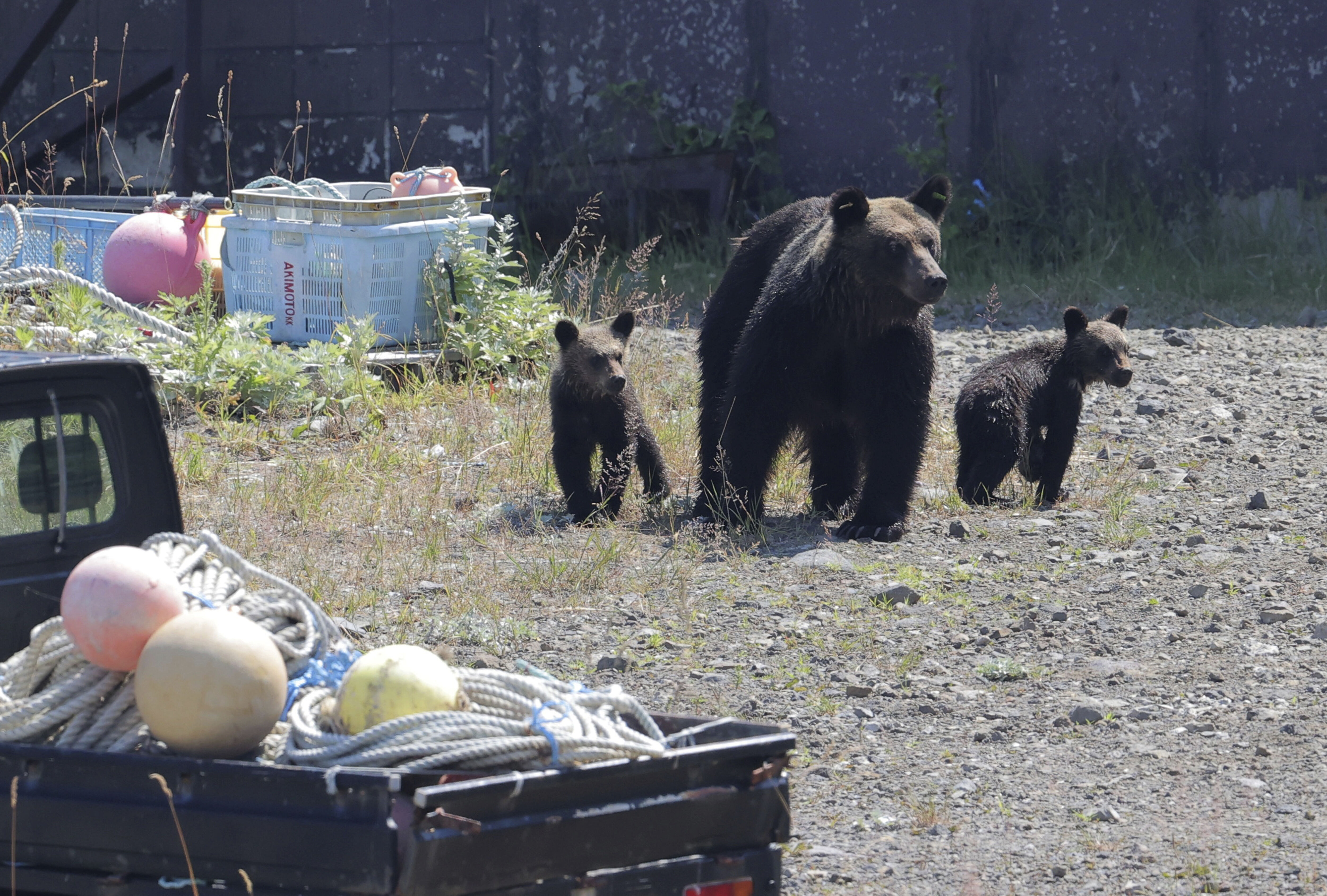 ▲▼日本北海道知床半島出現棕熊。(圖/達志影像/美聯社)