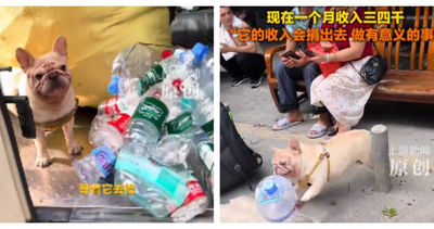 狗都比你會賺錢！牠靠1行為成網紅　存款超過白領月薪