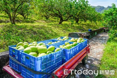 台灣文旦柚趕上銷陸「中秋黃金期」? 國台辦給出2大關鍵前提
