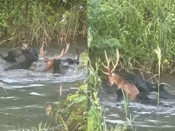 ▲▼影片曝光！高雄10流浪狗獵殺梅花鹿　牠在水中狂哀號。（圖／翻攝高雄市馬頭山自然人文協會臉書）