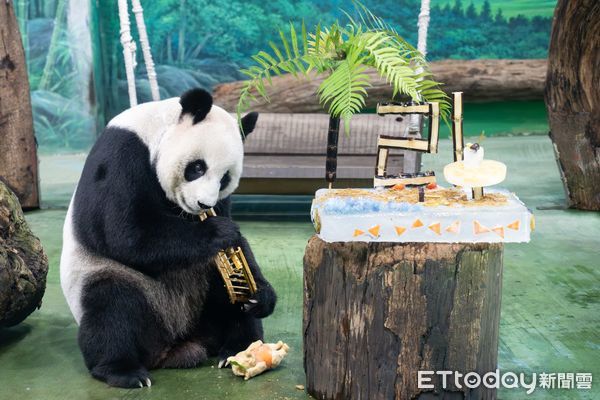 貓熊圓圓21歲生日。（圖／台北市立動物園提供）