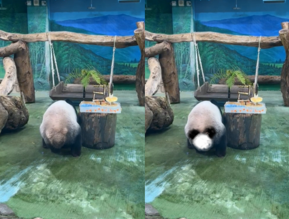 圓圓21歲生日。（圖／翻攝自台北市立動物園臉書直播）