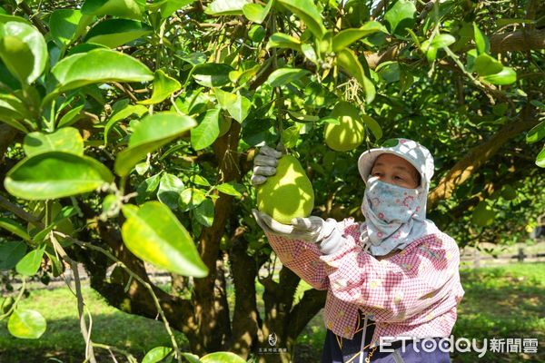 ▲▼花蓮文旦柚豐收，今年產量達15,000 公噸。（圖／花蓮縣政府提供，下同）