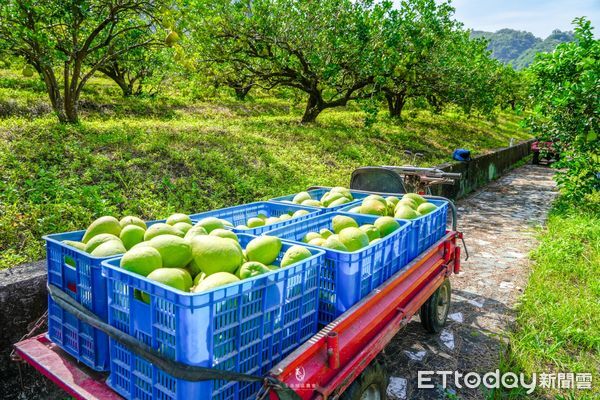 ▲▼花蓮文旦柚豐收，今年產量達15,000 公噸。（圖／花蓮縣政府提供，下同）