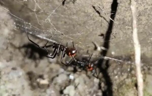 ▲▼「黑寡婦」近親！四川男遭罕見「怪肥腹蛛」咬傷劇痛送醫。（圖／翻攝紅星新聞）