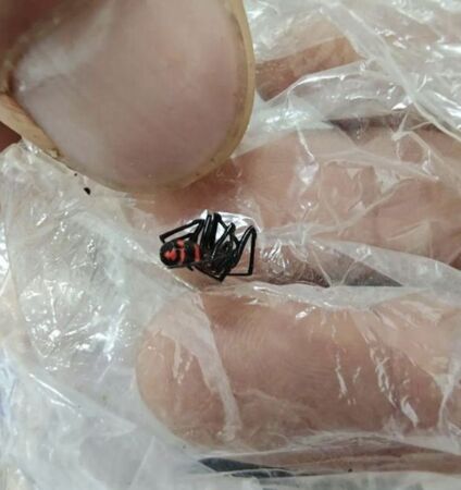 ▲▼「黑寡婦」近親！四川男遭罕見「怪肥腹蛛」咬傷劇痛送醫。（圖／翻攝紅星新聞）