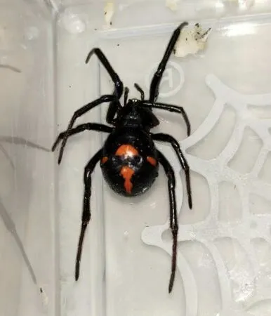 ▲▼「黑寡婦」近親！四川男遭罕見「怪肥腹蛛」咬傷劇痛送醫。（圖／翻攝紅星新聞）