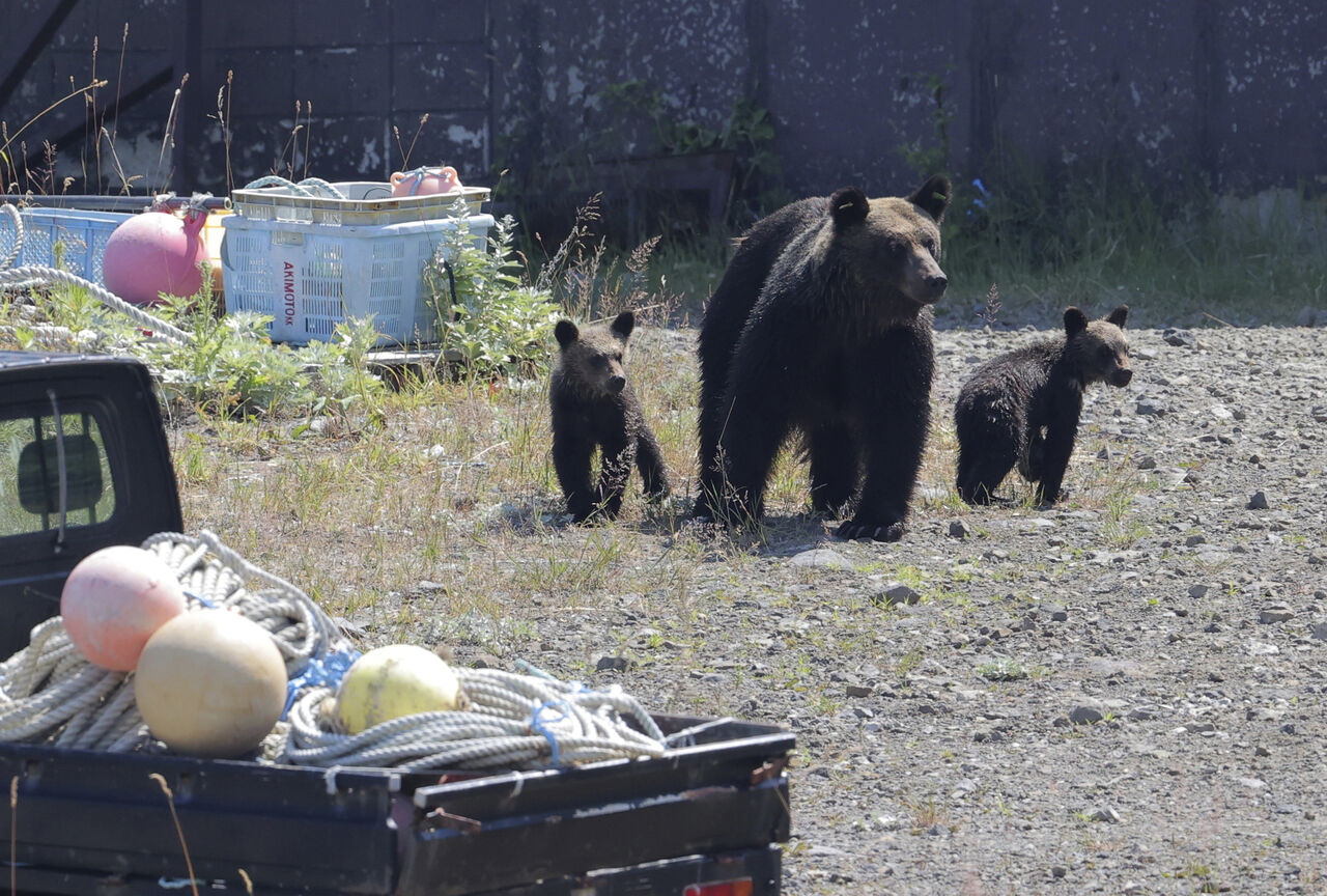 熊隻頻繁出沒日本!本州唯一「無熊縣」成觀光新寵 揭神秘屏障