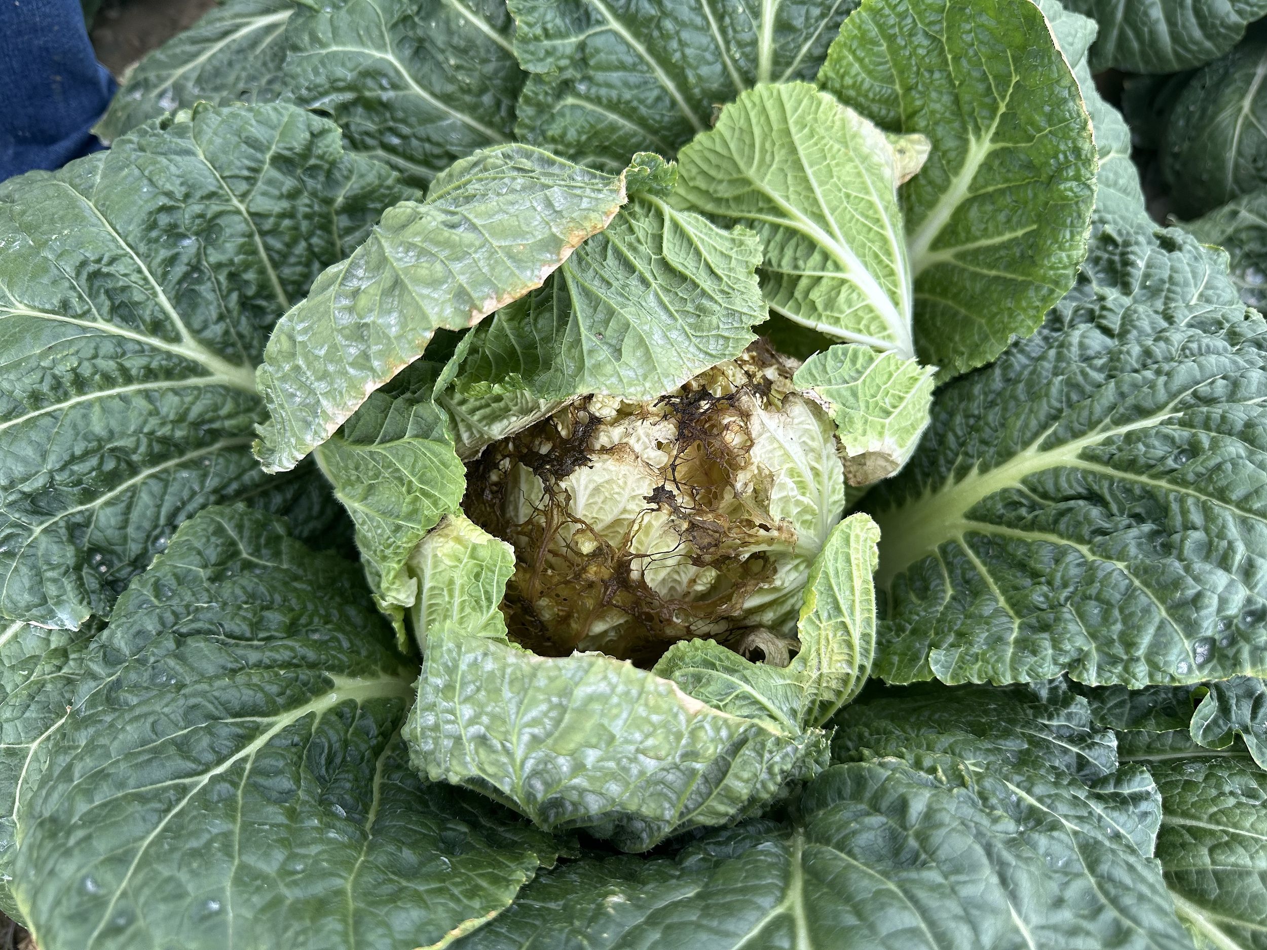 ▲▼南韓江原道江陵市旱災，白菜毀損嚴重而遭廢棄。（圖／VCG）