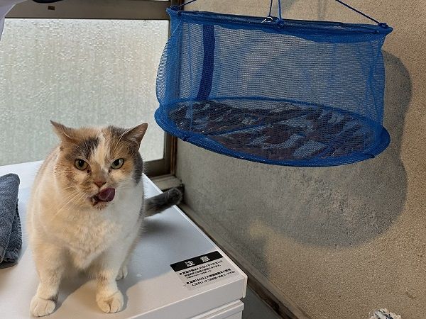 ▲。（翻攝自X／@sauntm）