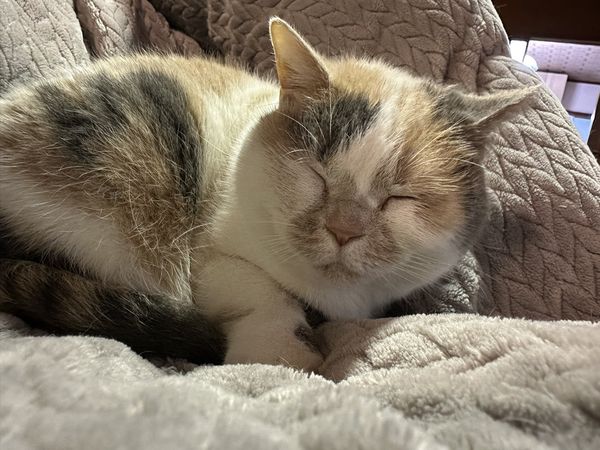 ▲。（翻攝自X／@sauntm）