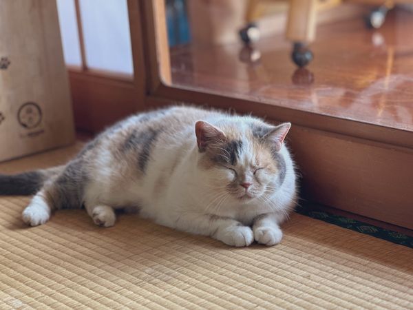 ▲。（翻攝自X／@sauntm）