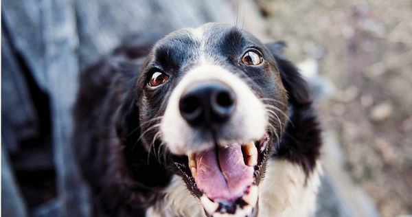 機率萬分之一！男子睡覺被愛犬咬傷染「這症」　竟留永久性後遺症