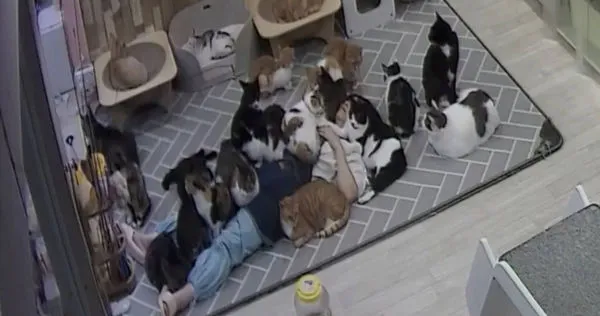 韓國一家咖啡廳老闆睡覺時，被貓咪壓滿身體。（圖／翻攝自Instagram／@cafe_bravecat）