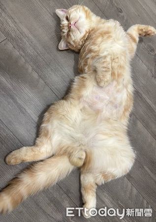 ▲。（圖／Threads@noah__12.11提供，請勿隨意翻拍，以免侵權。）