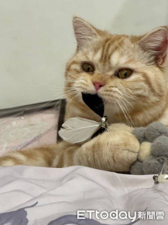 ▲。（圖／Threads@noah__12.11提供，請勿隨意翻拍，以免侵權。）