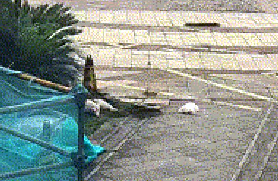▲▼家人不幫清狗屎　陸女竟將2隻狗丟下21樓。（圖／翻攝微博）