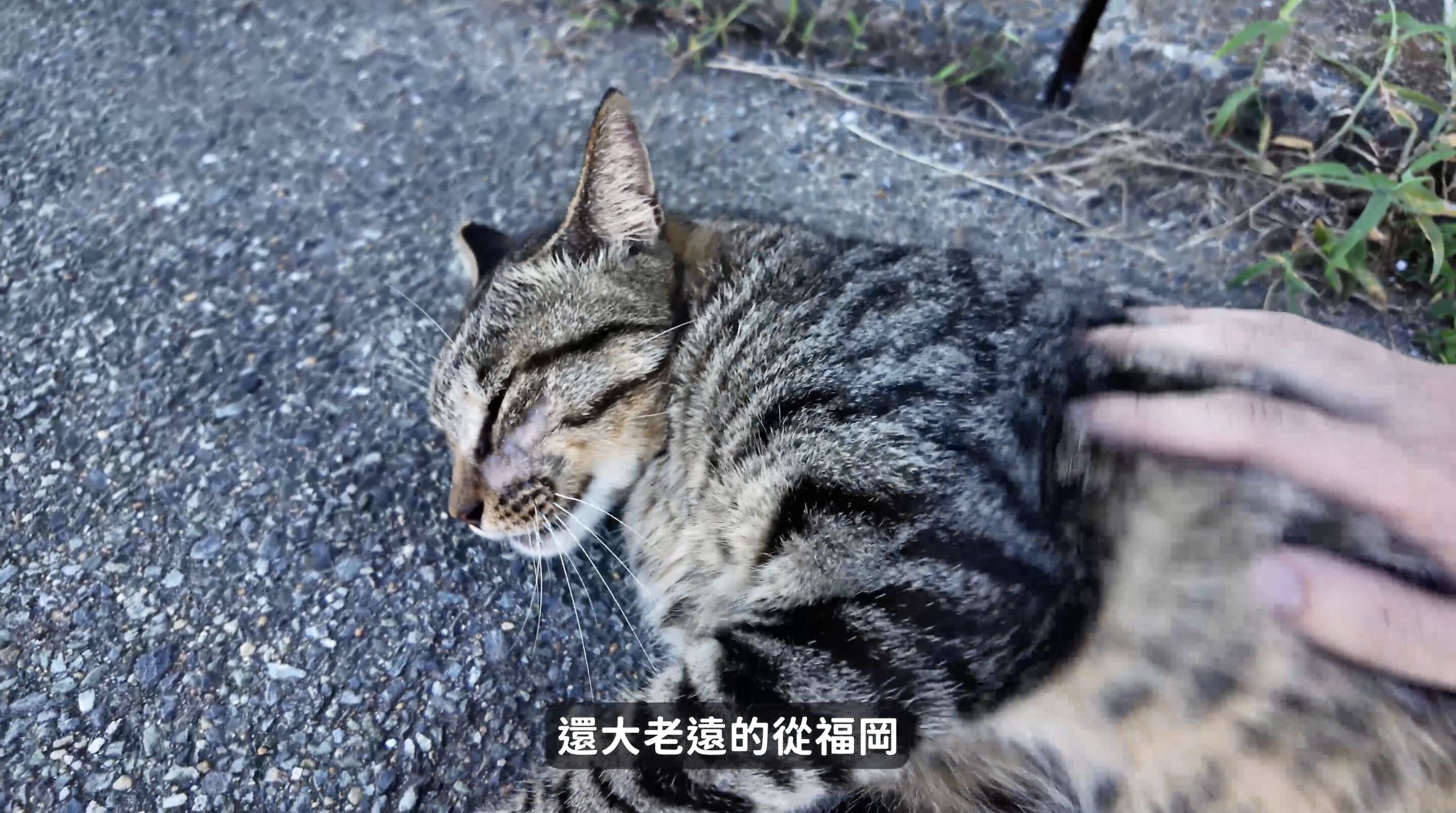 ▲▼Rakuten Travel,樂天旅遊,Joeman,訂房,優惠,日本,旅遊,福岡,獨旅。（圖／翻攝自影片）