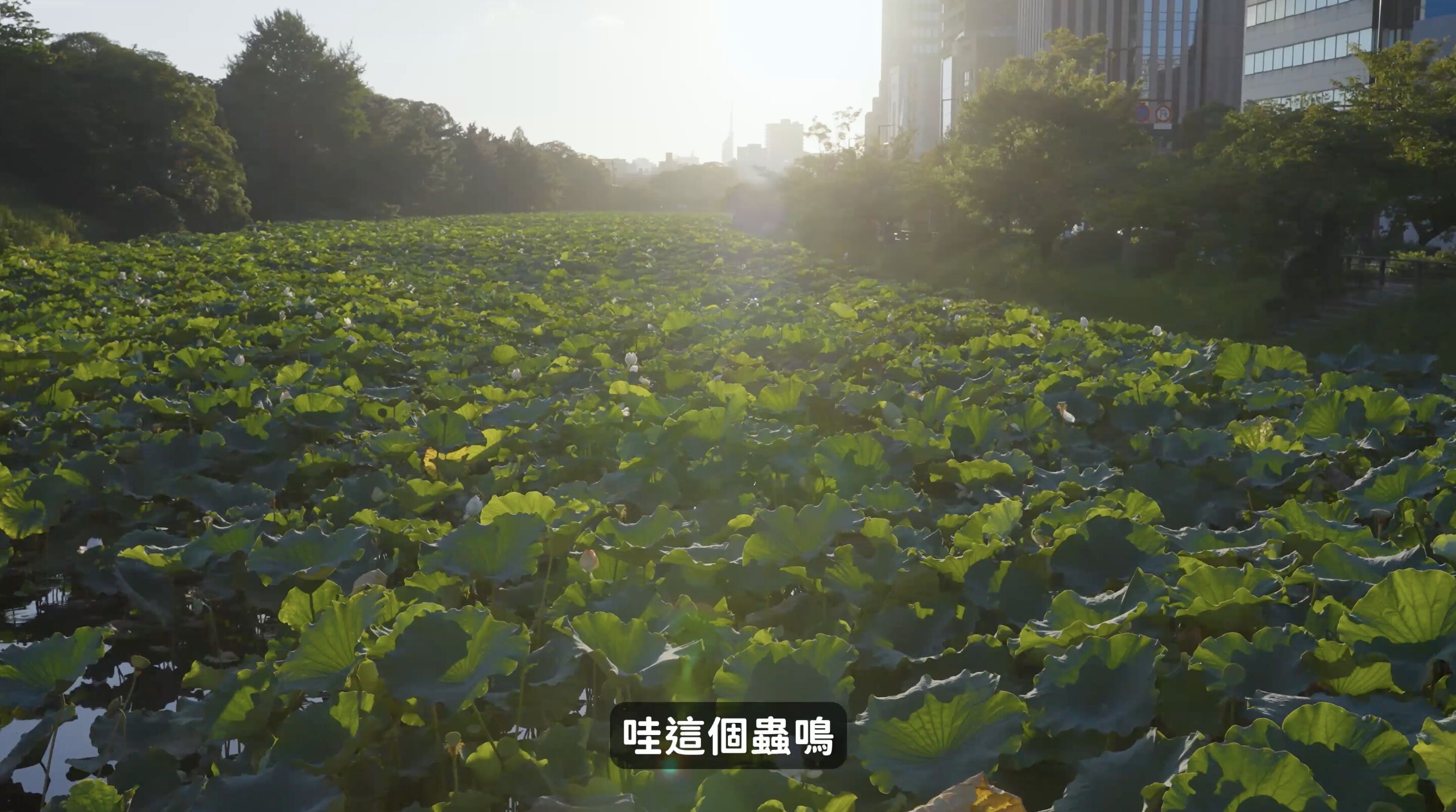 ▲▼Rakuten Travel,樂天旅遊,Joeman,訂房,優惠,日本,旅遊,福岡,獨旅。（圖／翻攝自影片）