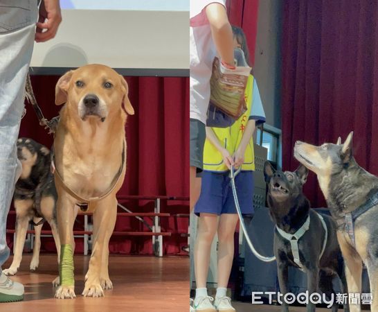 竹女校犬。（圖／粉專竹女校狗 Happy提供）