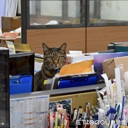 竹女校犬。（圖／粉專竹女校狗 Happy提供）
