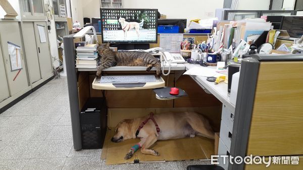 竹女校犬。（圖／粉專竹女校狗 Happy提供）