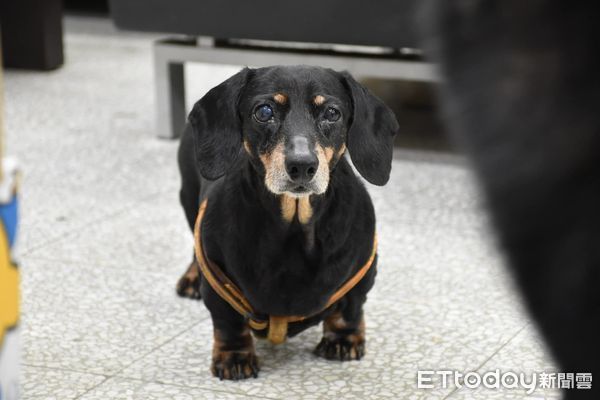 竹女校犬。（圖／粉專竹女校狗 Happy提供）