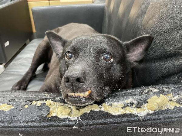 竹女校犬。（圖／粉專竹女校狗 Happy提供）