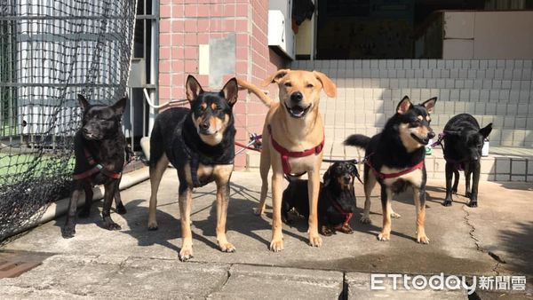 竹女校犬。（圖／粉專竹女校狗 Happy提供）