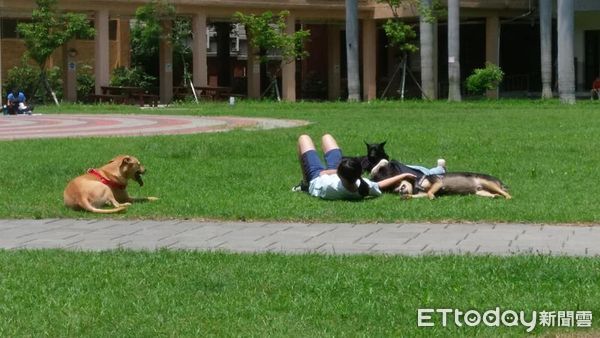 竹女校犬。（圖／粉專竹女校狗 Happy提供）