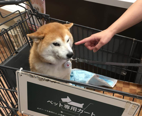 不可以色色柴犬過世。（圖／翻攝自IG@ponsan_shiba）
