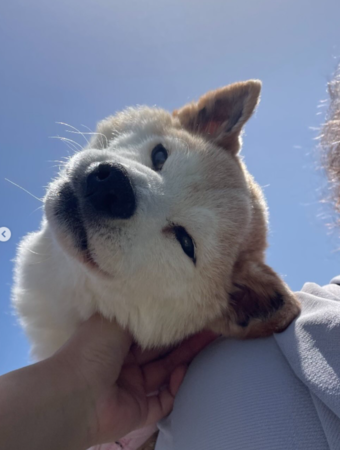 不可以色色柴犬過世。（圖／翻攝自IG@ponsan_shiba）