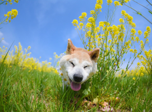 不可以色色柴犬過世。（圖／翻攝自IG@ponsan_shiba）