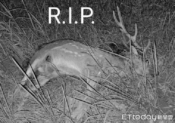 ▲。（圖／高雄市馬頭山自然人文協會提供）