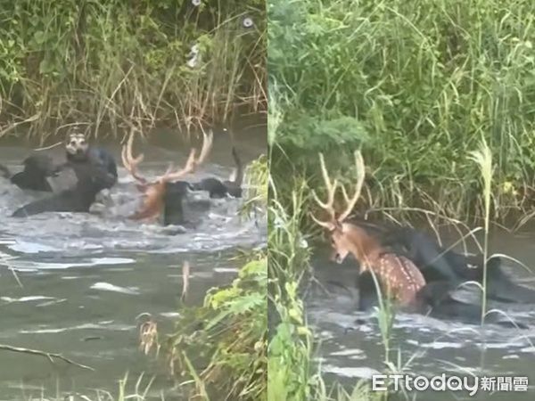 ▲。（圖／高雄市馬頭山自然人文協會提供）