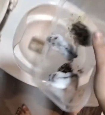 ▲女子將10隻倉鼠丟進馬桶，並且按沖水鈕沖掉。（圖／翻攝Threads）