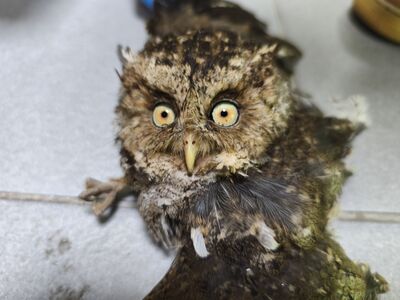 最萌不速之客！領角鴞誤闖民宅站供桌　呆萌模樣像絨毛玩偶