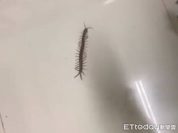 ▲。（圖／Threads@tasi_cheng_jhang提供，請勿隨意翻拍，以免侵權。）