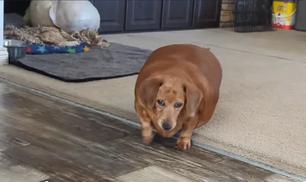 老主人失智！臘腸犬被養成「24公斤巨球」　護理師心疼收編幫減肥。（圖／翻攝自TikTok／day_by_daisy）