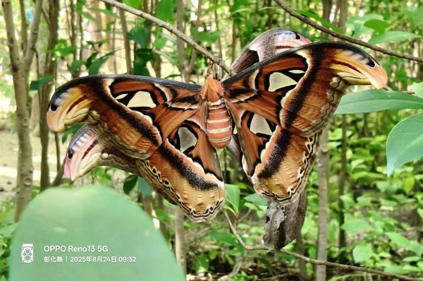 ▲皇蛾羽化後必須把握時間進行交配。（圖／花樹銀行提供）