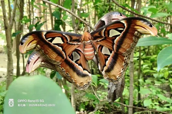 ▲皇蛾羽化後必須把握時間進行交配。（圖／花樹銀行提供）