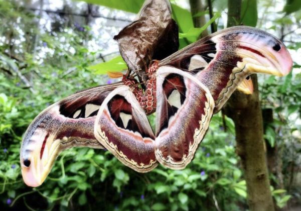 ▲皇蛾羽化後必須把握時間進行交配。（圖／花樹銀行提供）