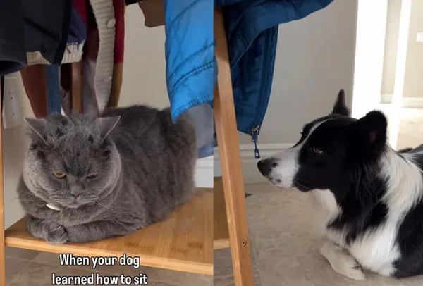 每天和貓兄弟相處！邊牧「折手手坐姿」爆紅　網笑：連表情都像貓。（圖／翻攝自Instagram／zerothesupercollie）