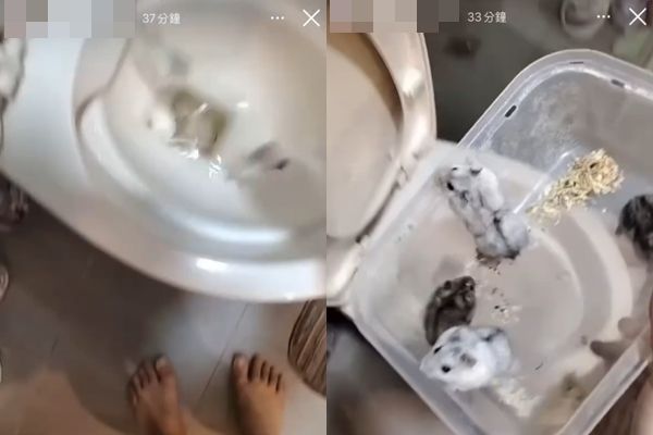 ▲女子將10隻倉鼠丟進馬桶，並且按沖水鈕沖掉。（圖／翻攝Threads）