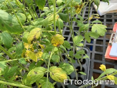 小果番茄陸續定植　高雄區農改場籲農友留意病蟲害防治